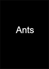 Ants Flare